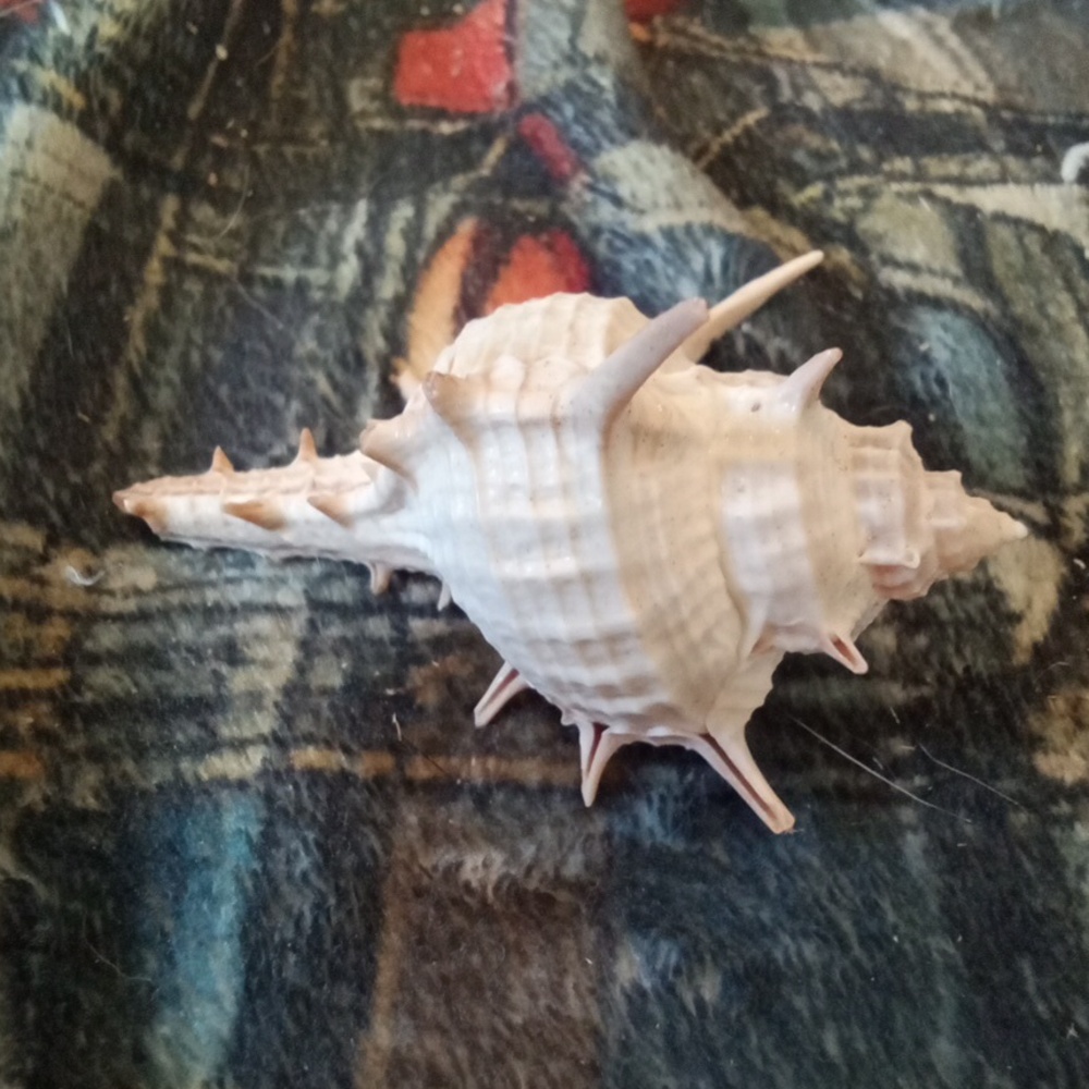 #008 Murex Trapa Seashell